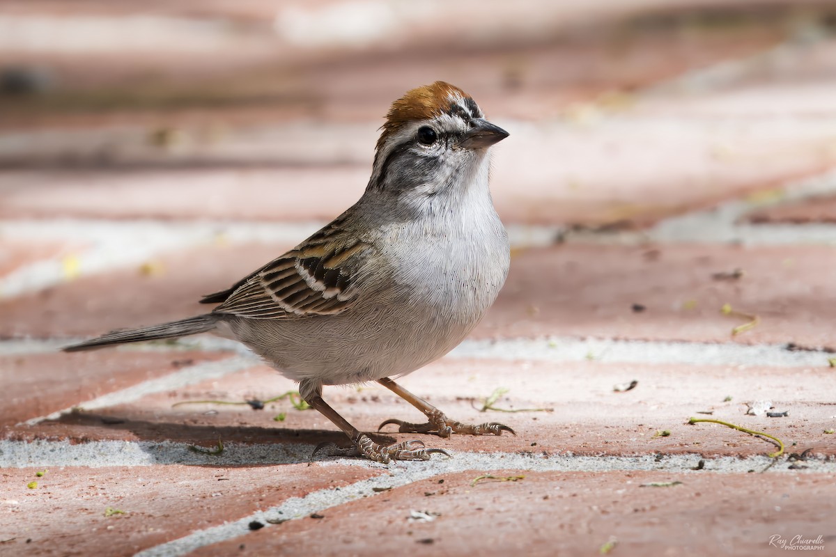 Chipping Sparrow - Ray Chiarello