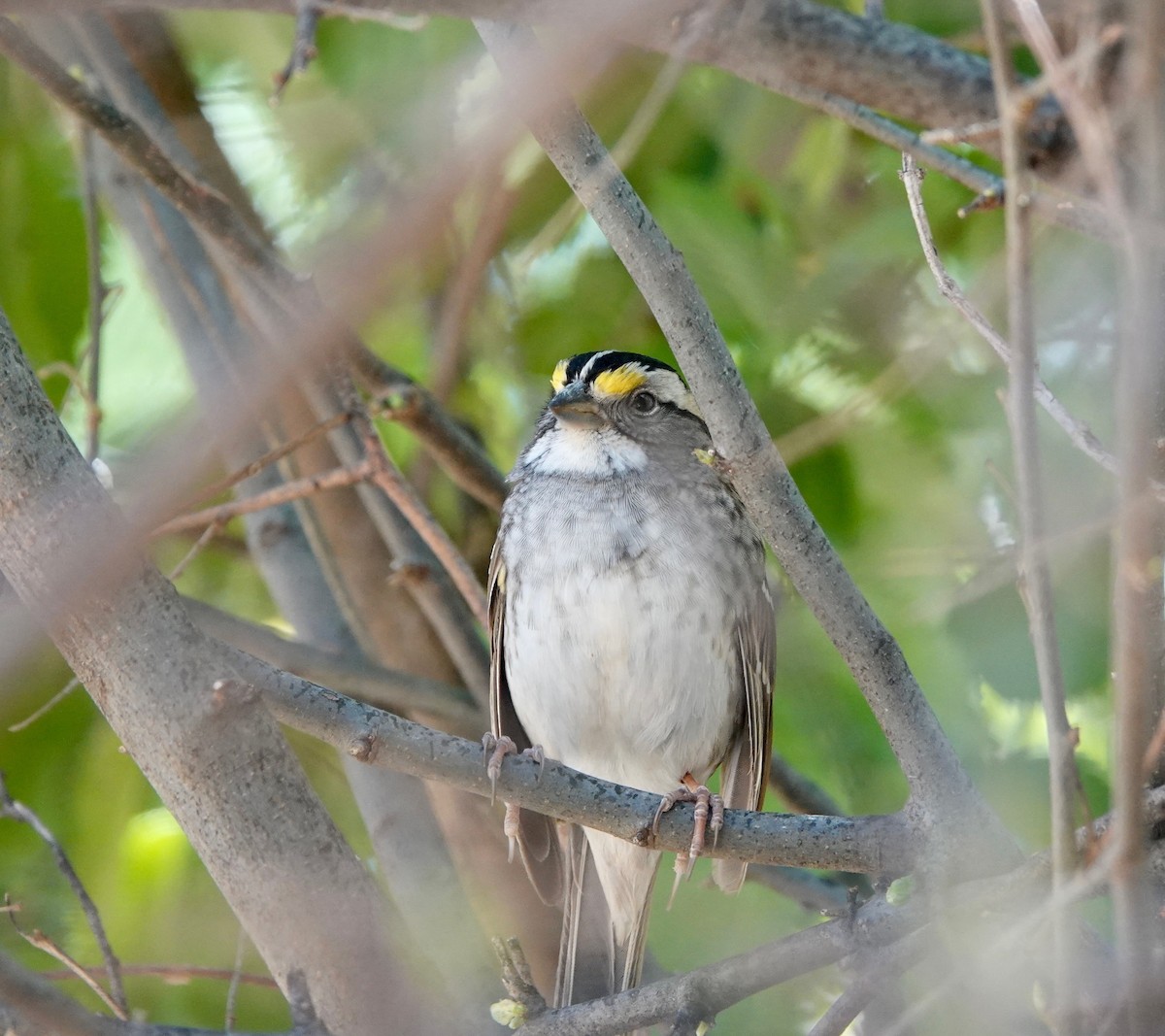 White-throated Sparrow - ML618843595