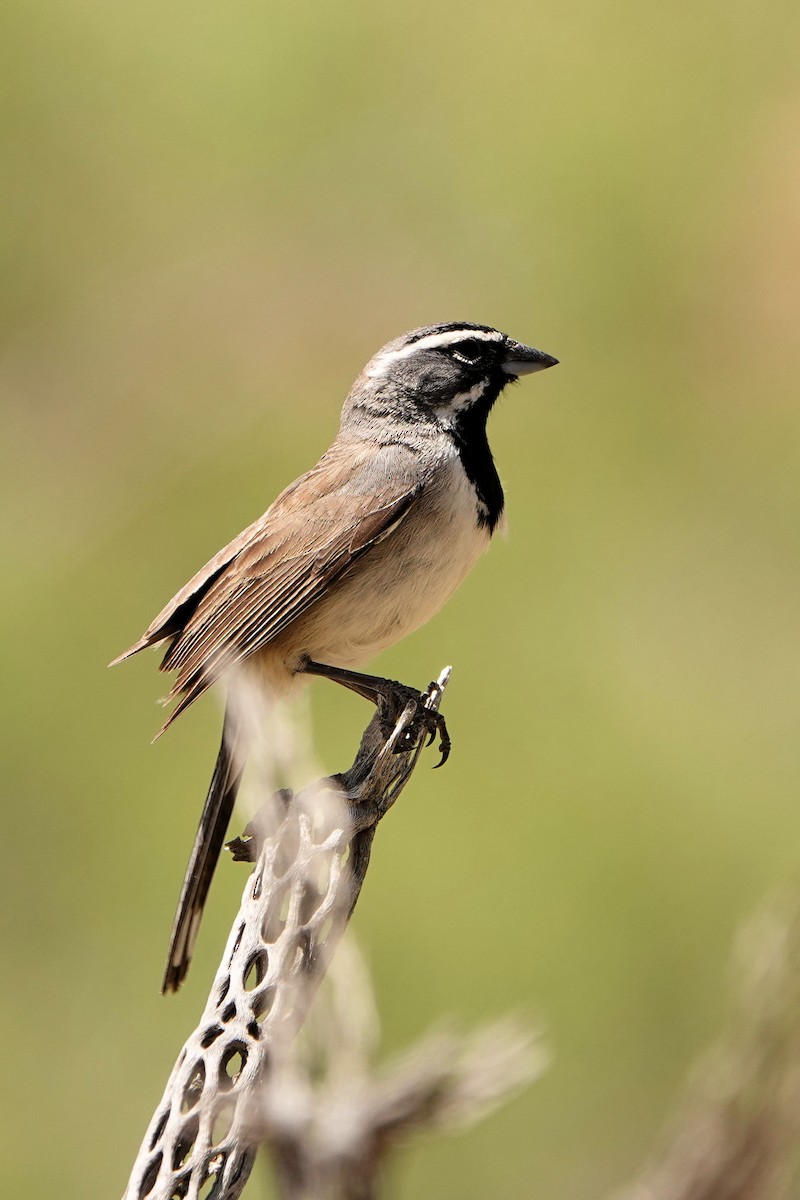 Black-throated Sparrow - ML618843620