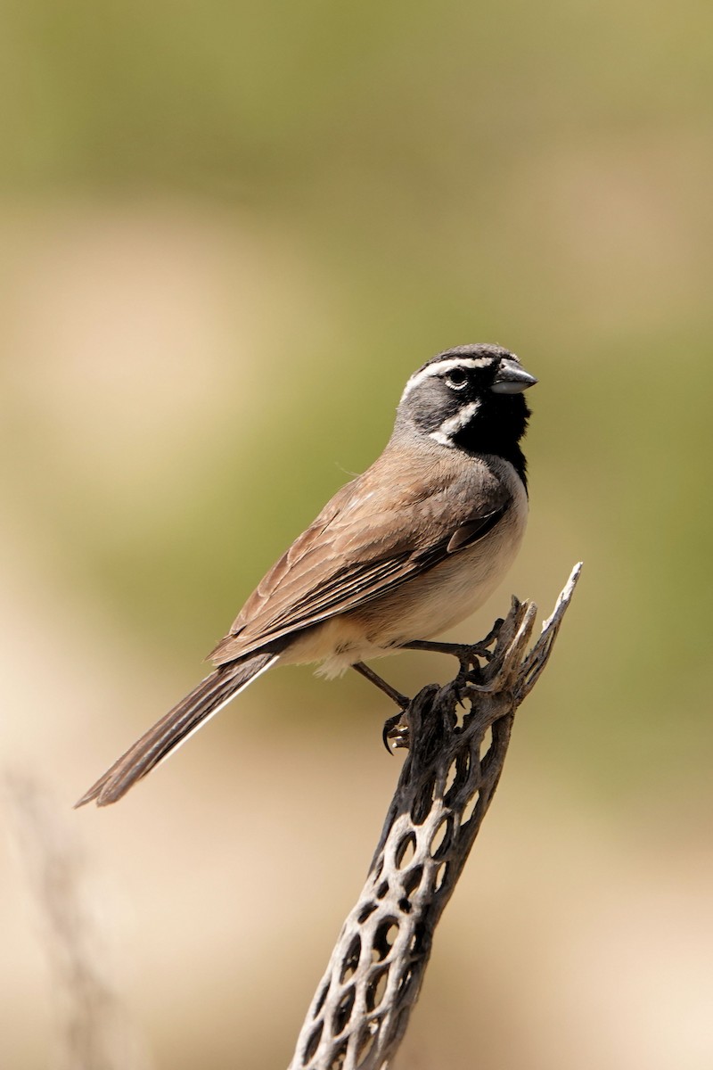 Black-throated Sparrow - ML618843622