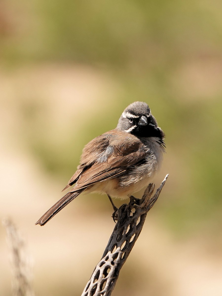 Black-throated Sparrow - ML618843623