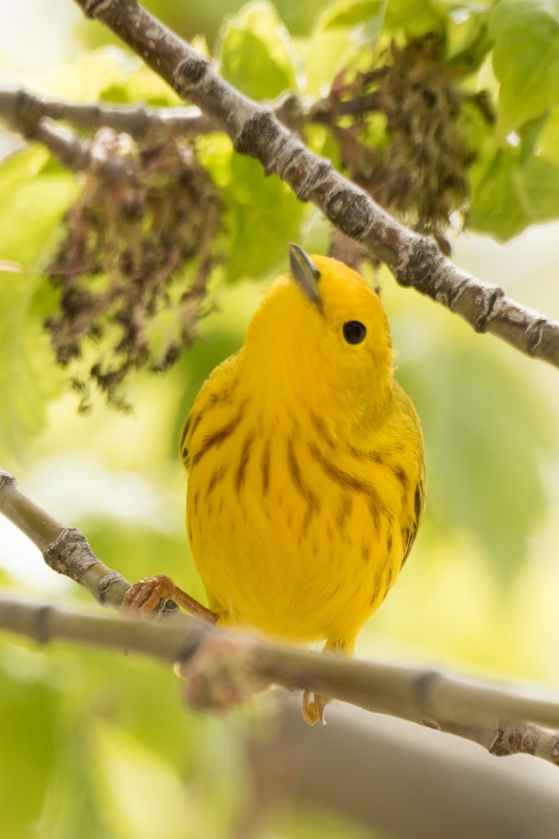 Yellow Warbler - Lori Buhlman