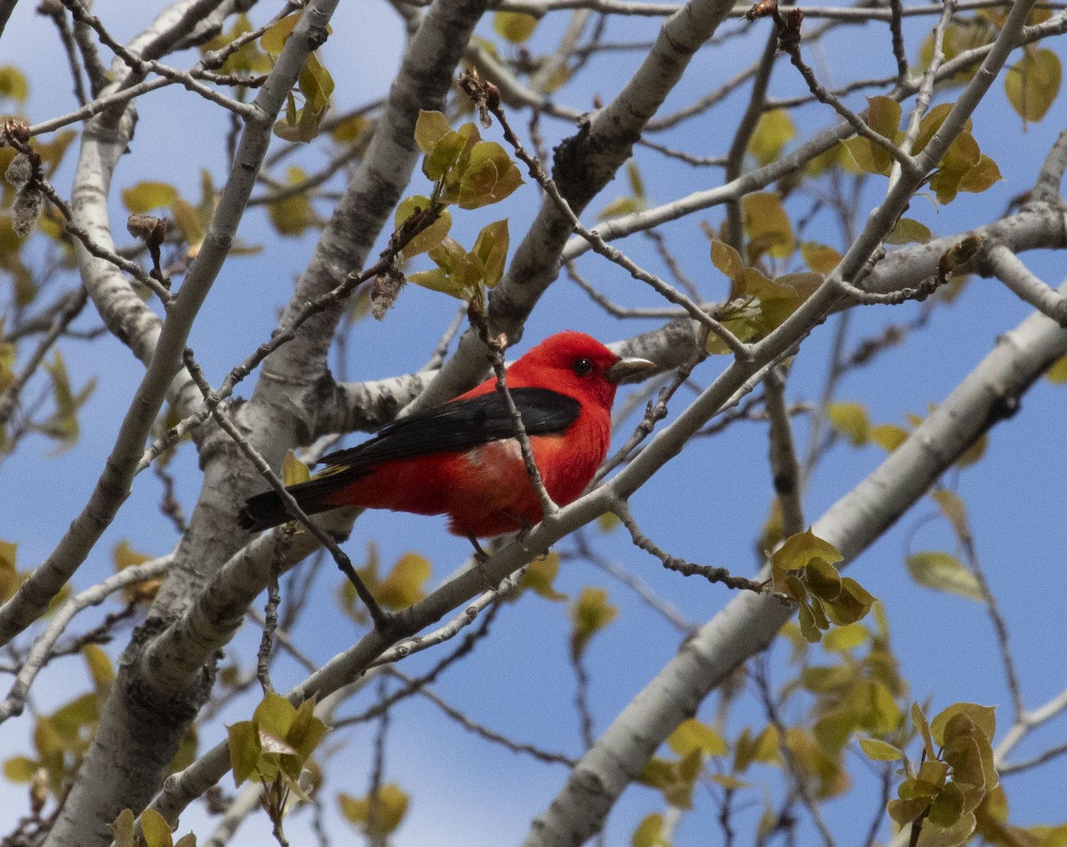 Scarlet Tanager - ML618843653