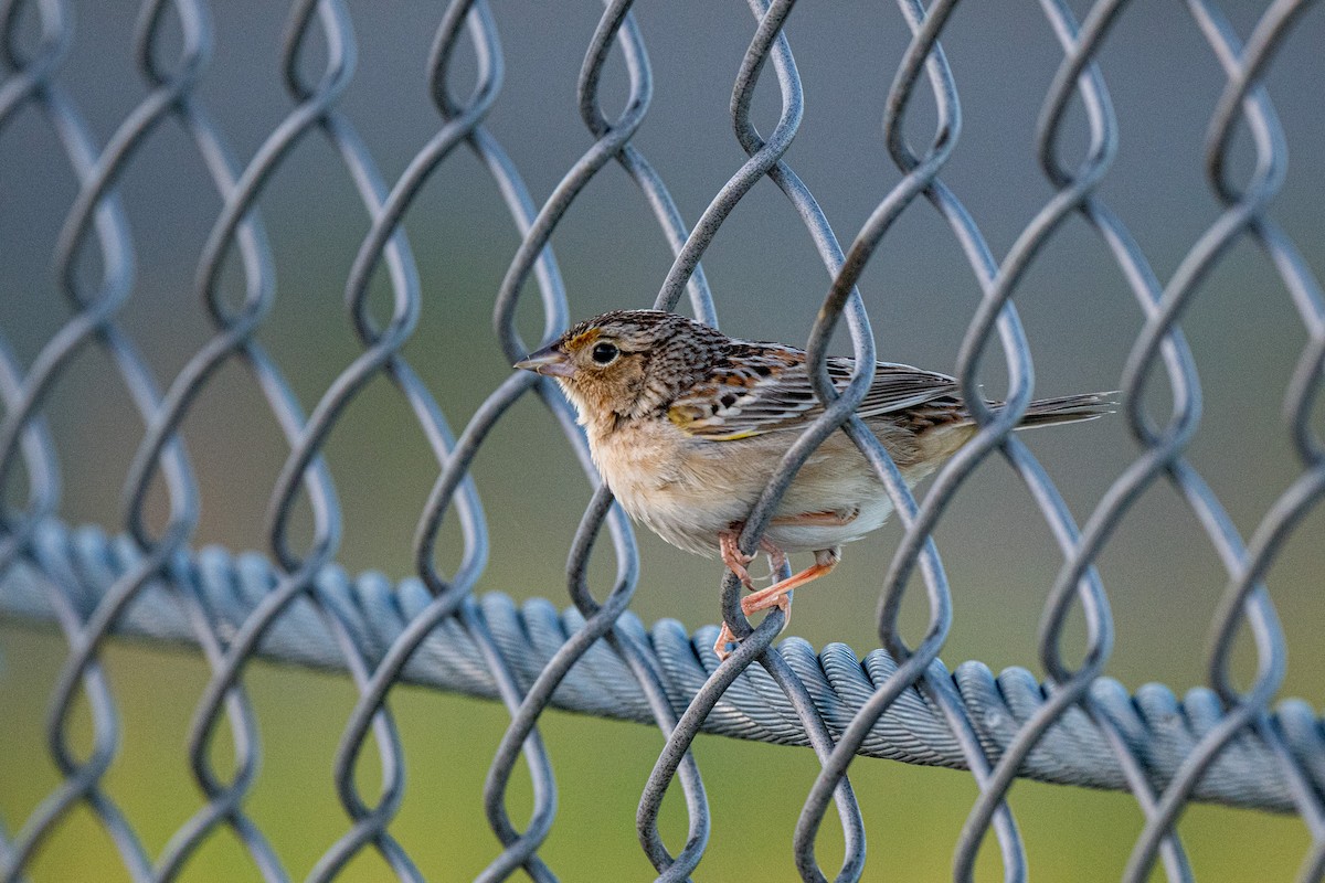 Grasshopper Sparrow - ML618843664