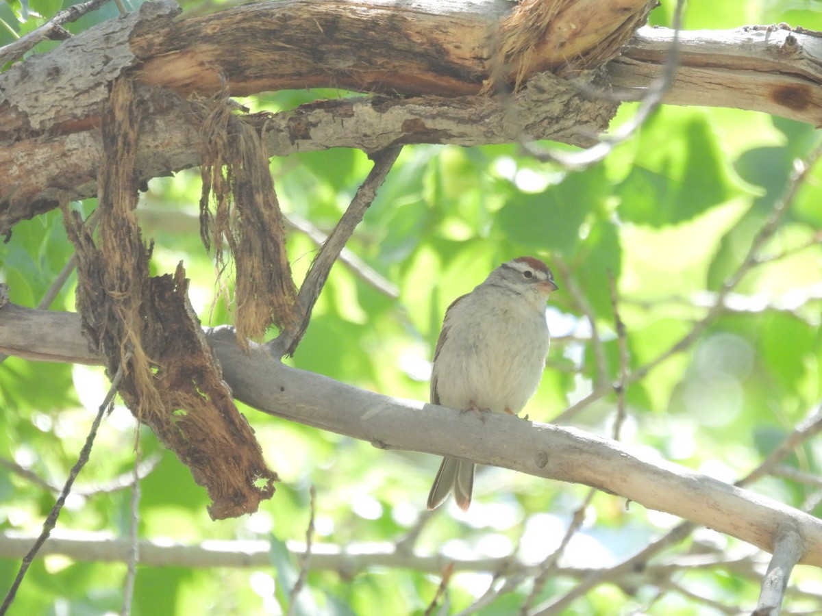 Chipping Sparrow - ML618843665