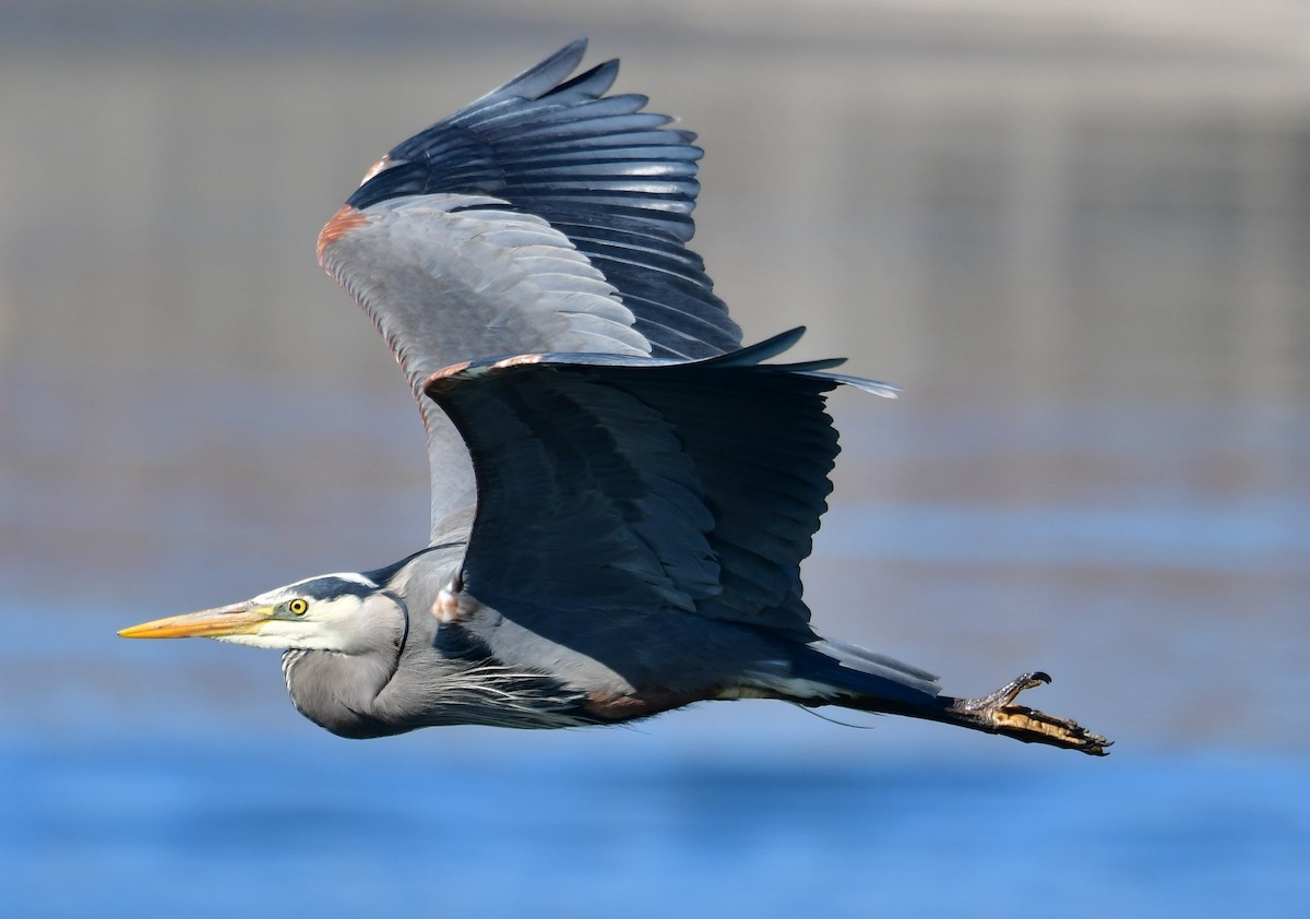 Great Blue Heron - Sia McGown