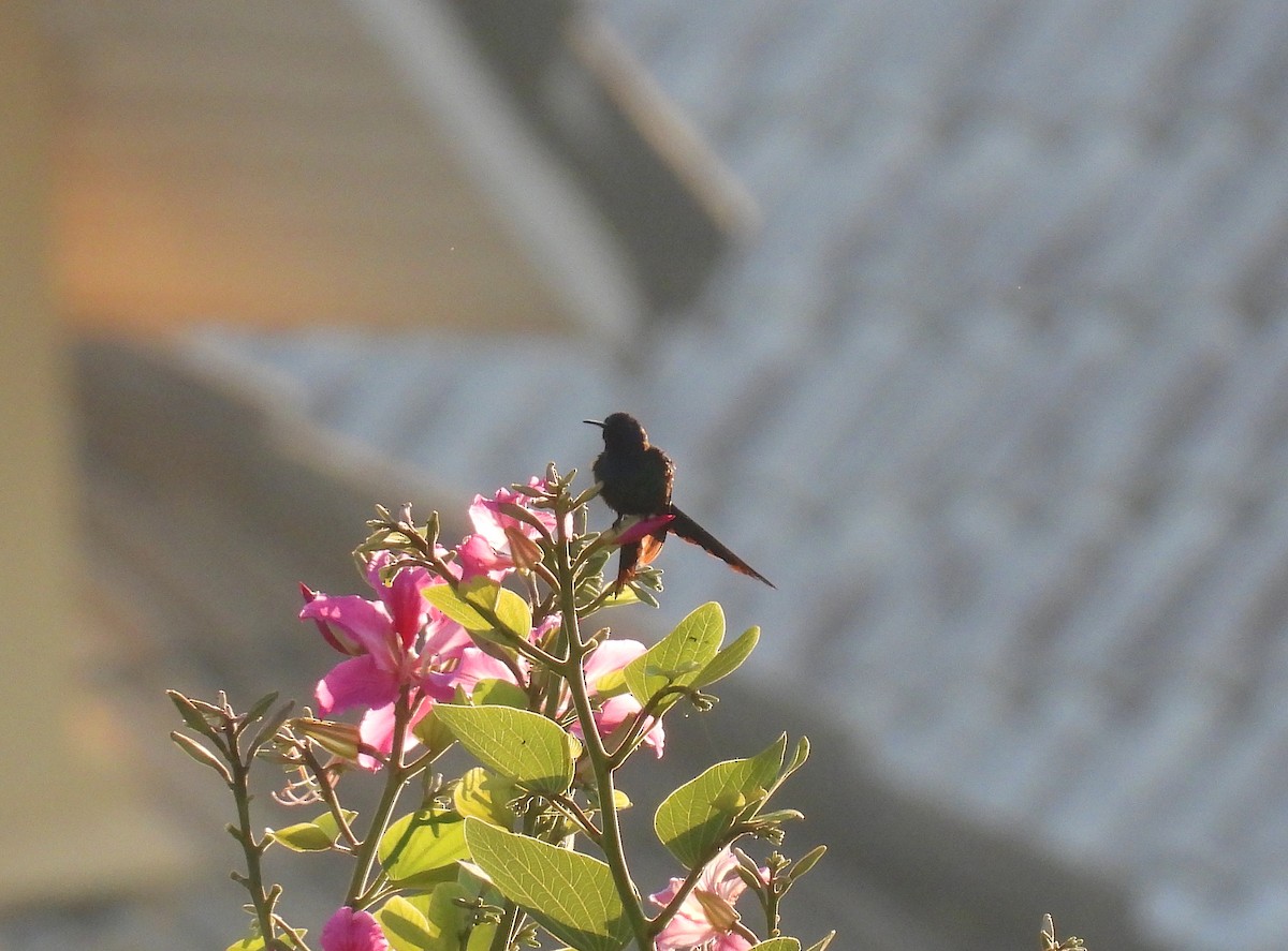 Swallow-tailed Hummingbird - Rodrigo Quadros