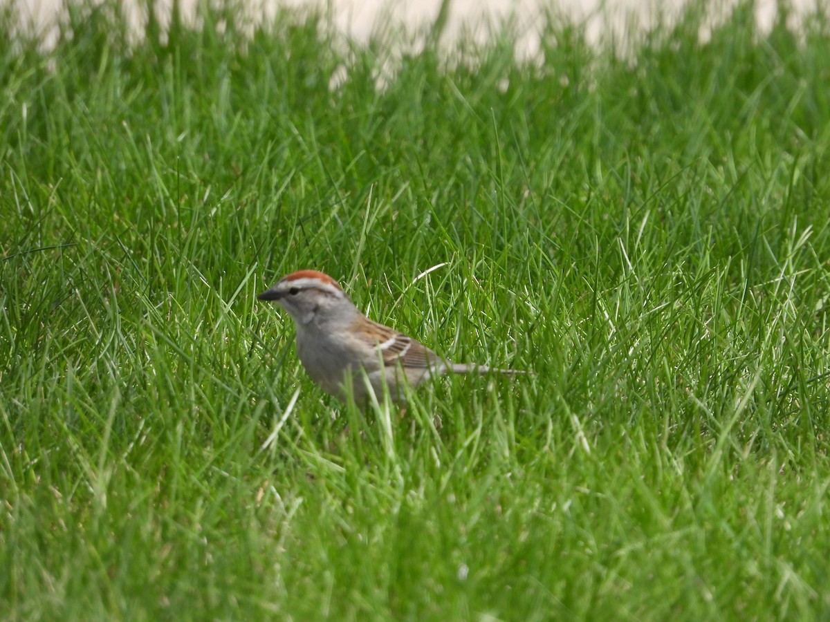 Chipping Sparrow - Gerard Nachtegaele