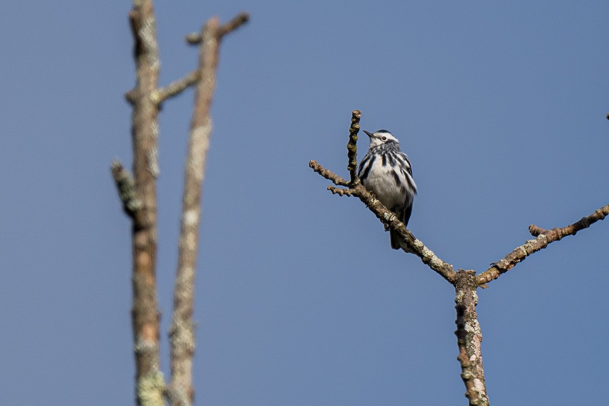 Black-and-white Warbler - Beth Finney