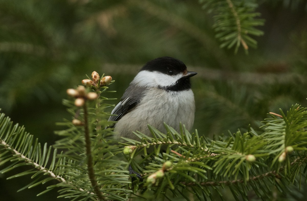 Black-capped Chickadee - Paul Gould