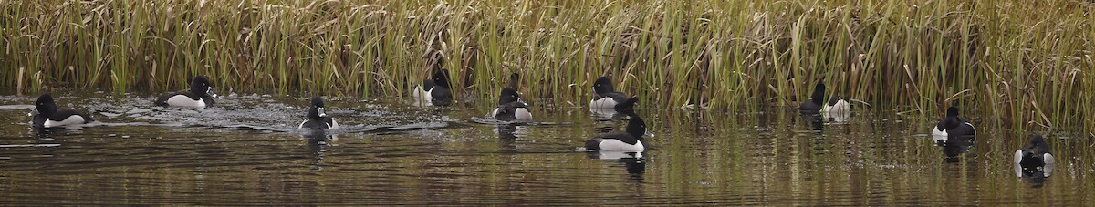 Ring-necked Duck - Charles Fitzpatrick