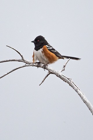 Spotted Towhee - ML618843818