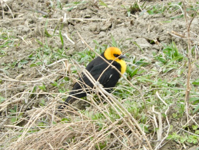 Yellow-headed Blackbird - ML618843845