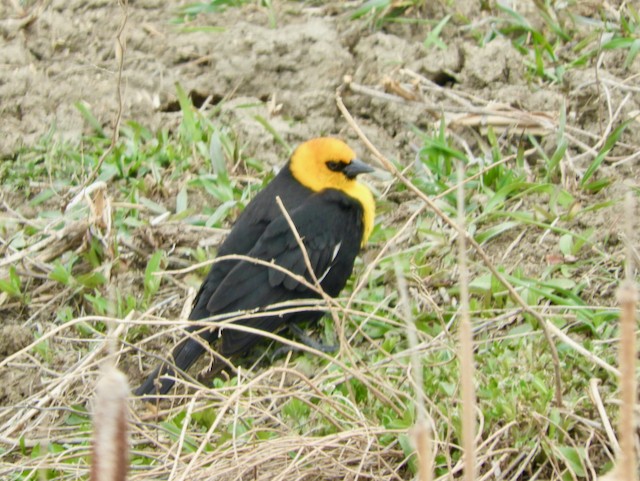 Yellow-headed Blackbird - ML618843863