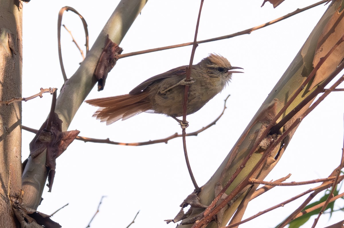 Creamy-crested Spinetail - ML618843880