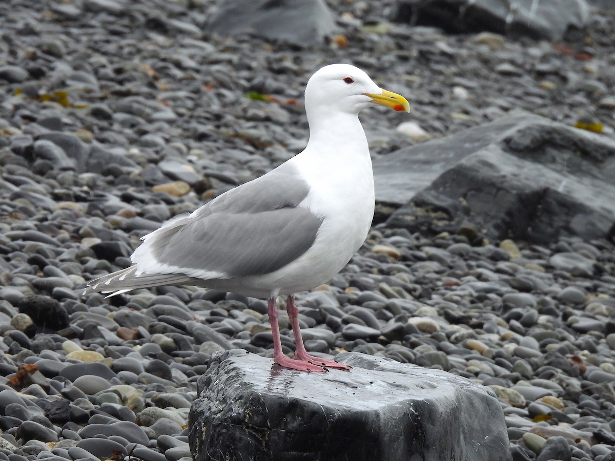 Glaucous-winged Gull - Ted Floyd