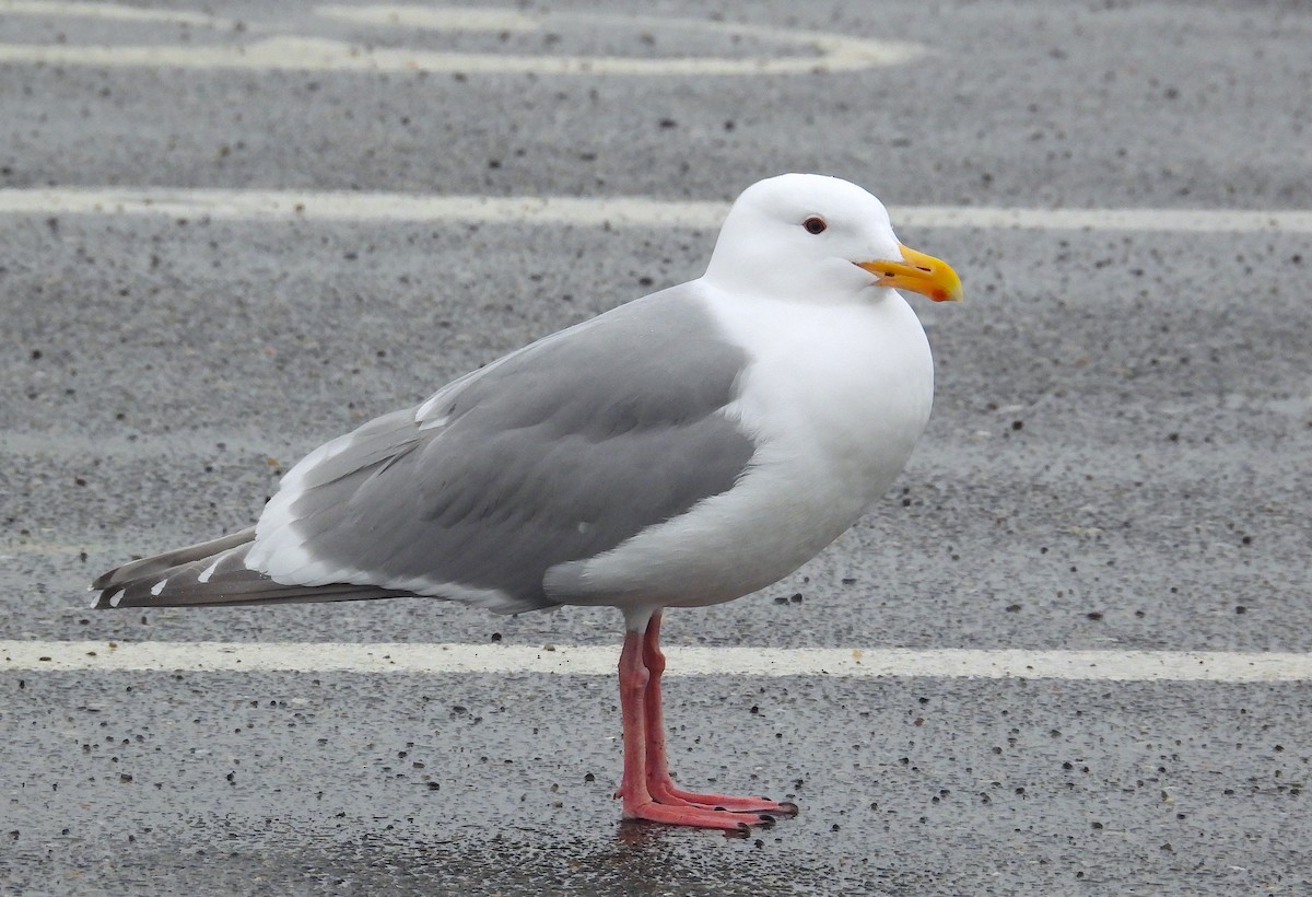 Herring x Glaucous-winged Gull (hybrid) - ML618843893