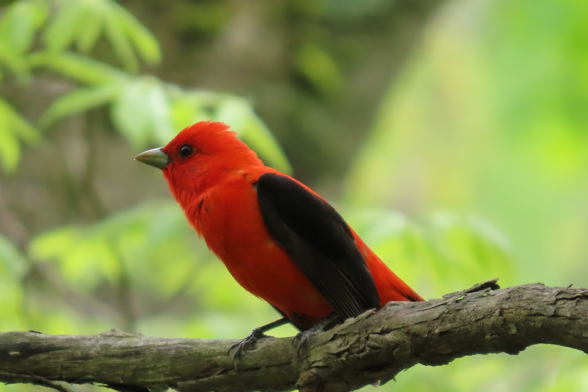 Scarlet Tanager - ML618843921