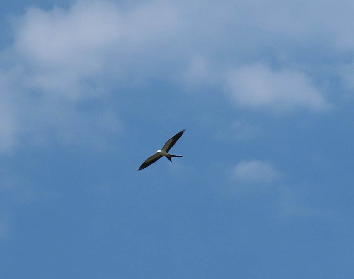 Swallow-tailed Kite - ML618843923