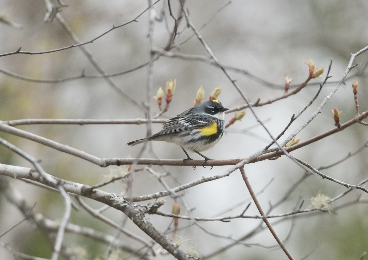 Yellow-rumped Warbler (Myrtle) - Paul Gould