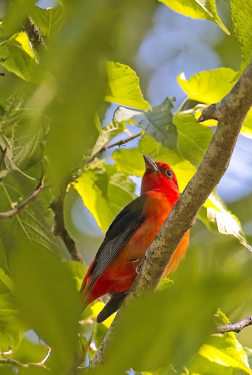 Scarlet Tanager - ML618843943
