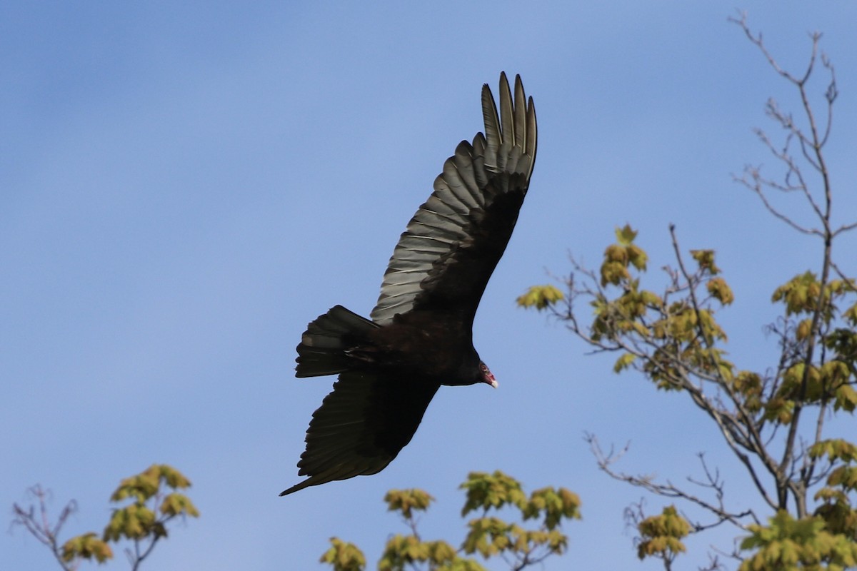 Turkey Vulture - Gord Watts