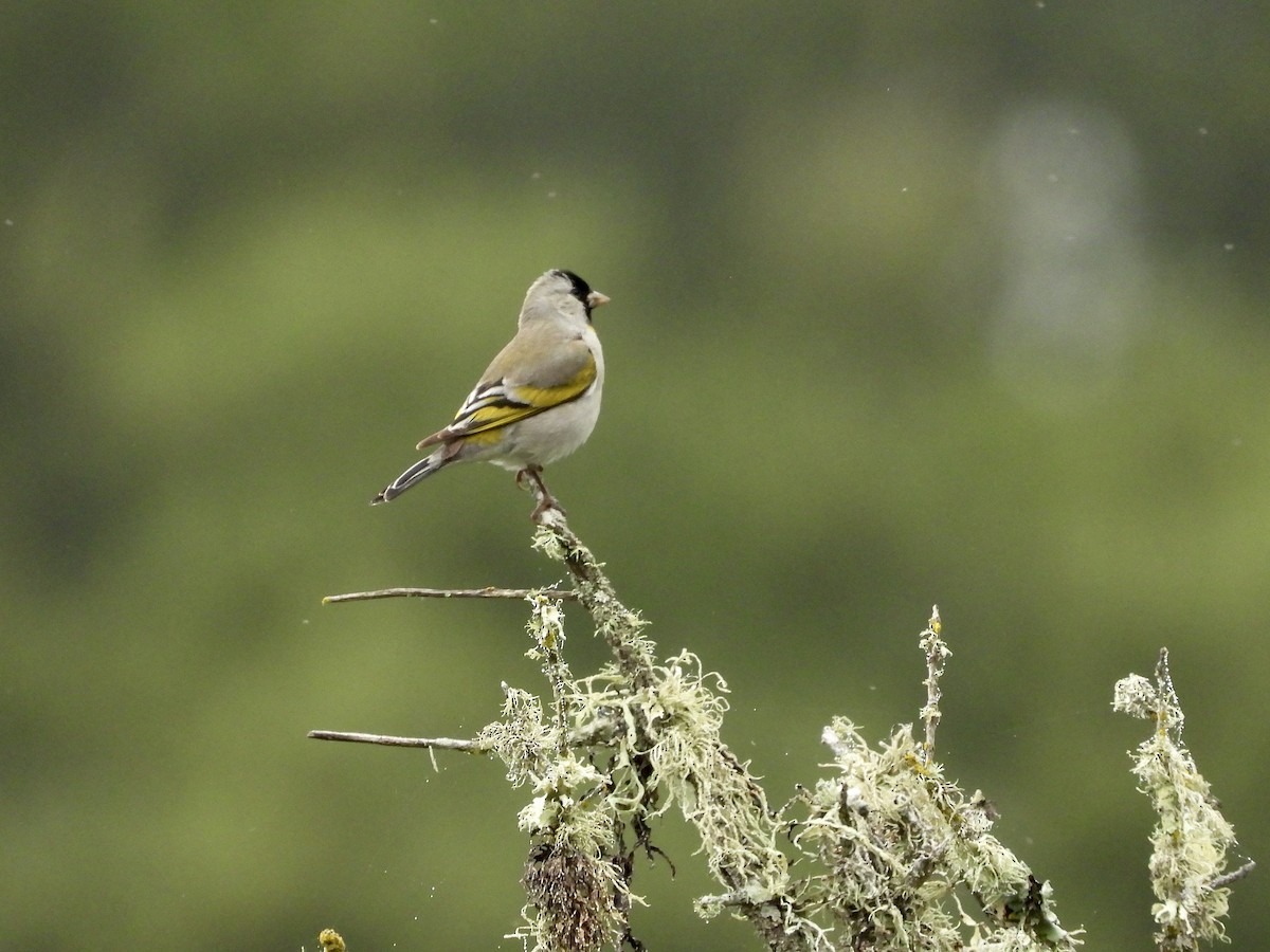 Lawrence's Goldfinch - Christine Hogue