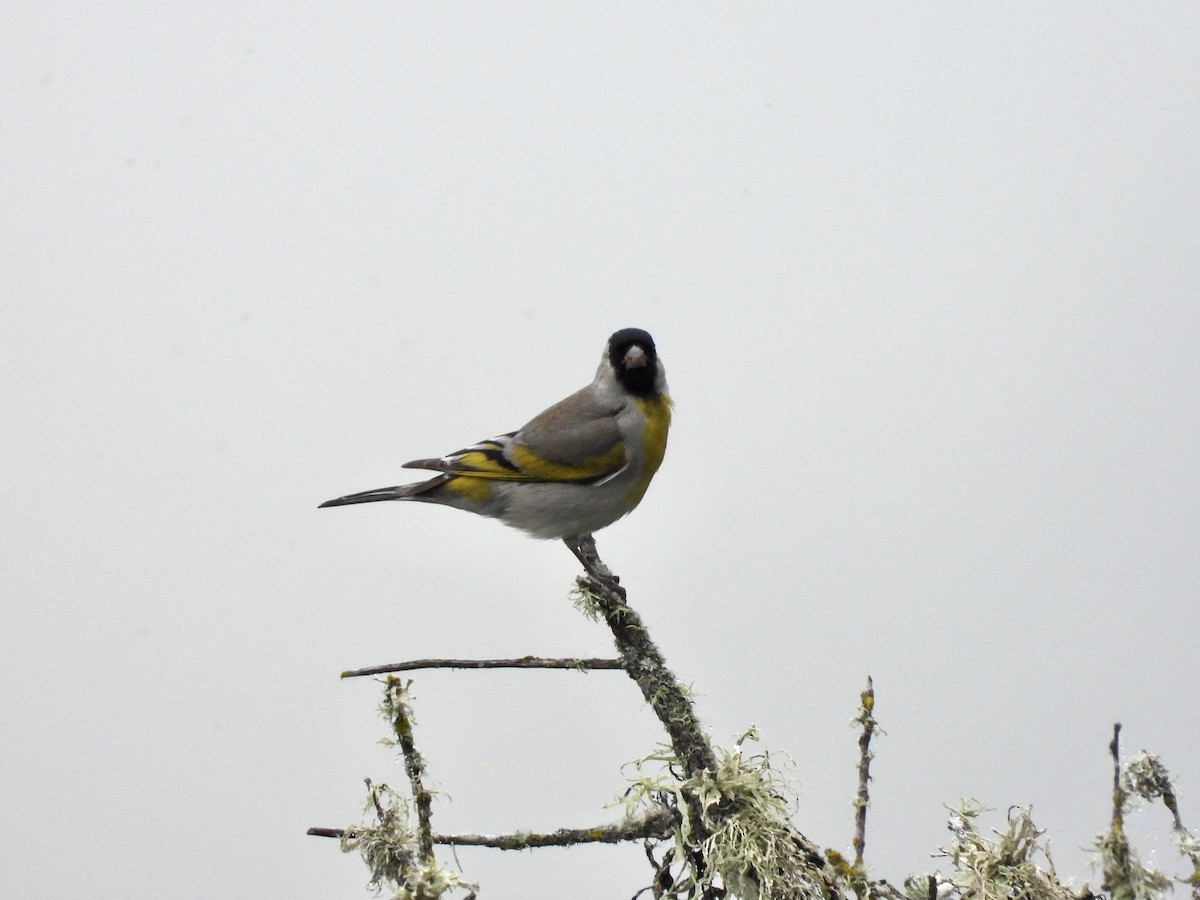 Lawrence's Goldfinch - Christine Hogue