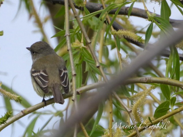 Least Flycatcher - Marnie and Sandy Campbell