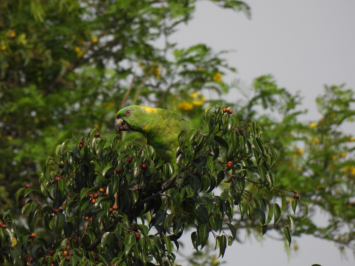 Yellow-naped Parrot - ML618843969