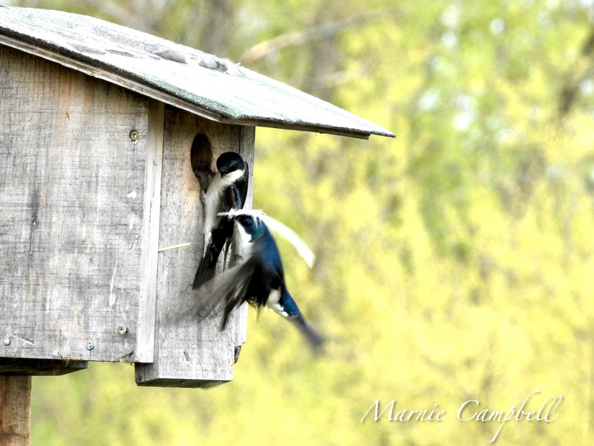 Tree Swallow - Marnie and Sandy Campbell