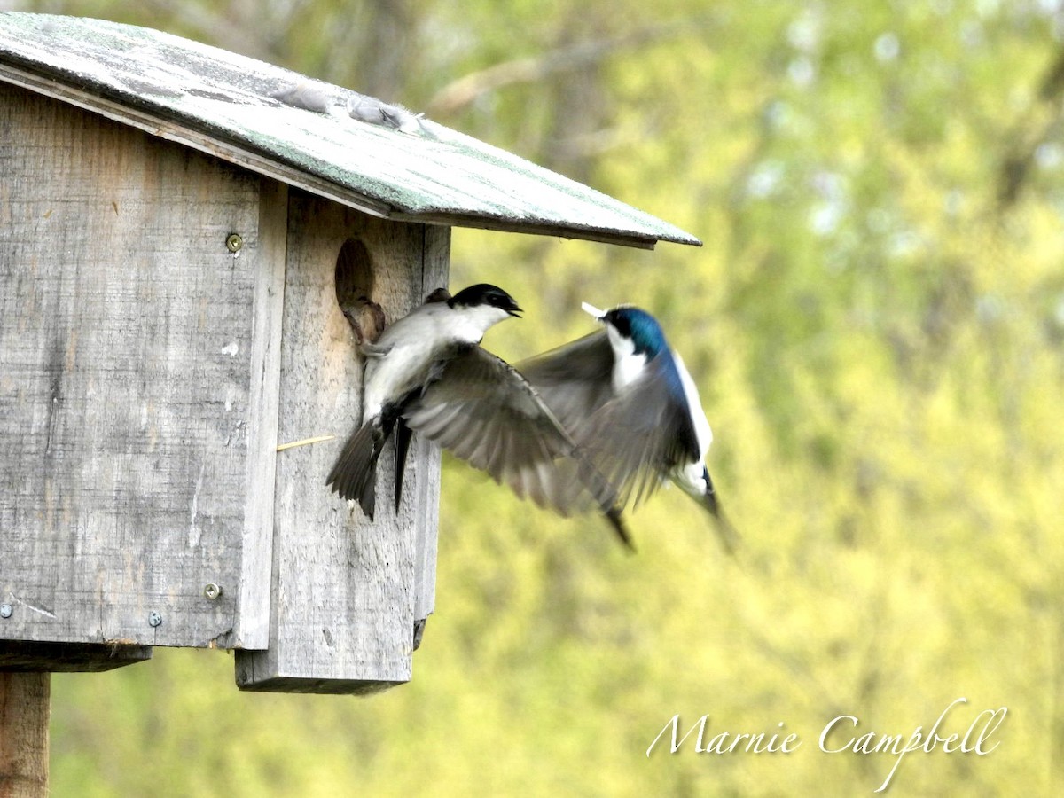 Tree Swallow - Marnie and Sandy Campbell