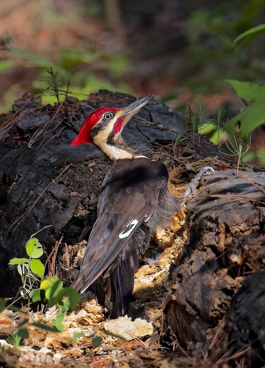 Pileated Woodpecker - Robert Oberfelder