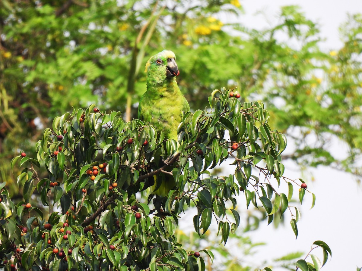 Yellow-naped Parrot - ML618843986