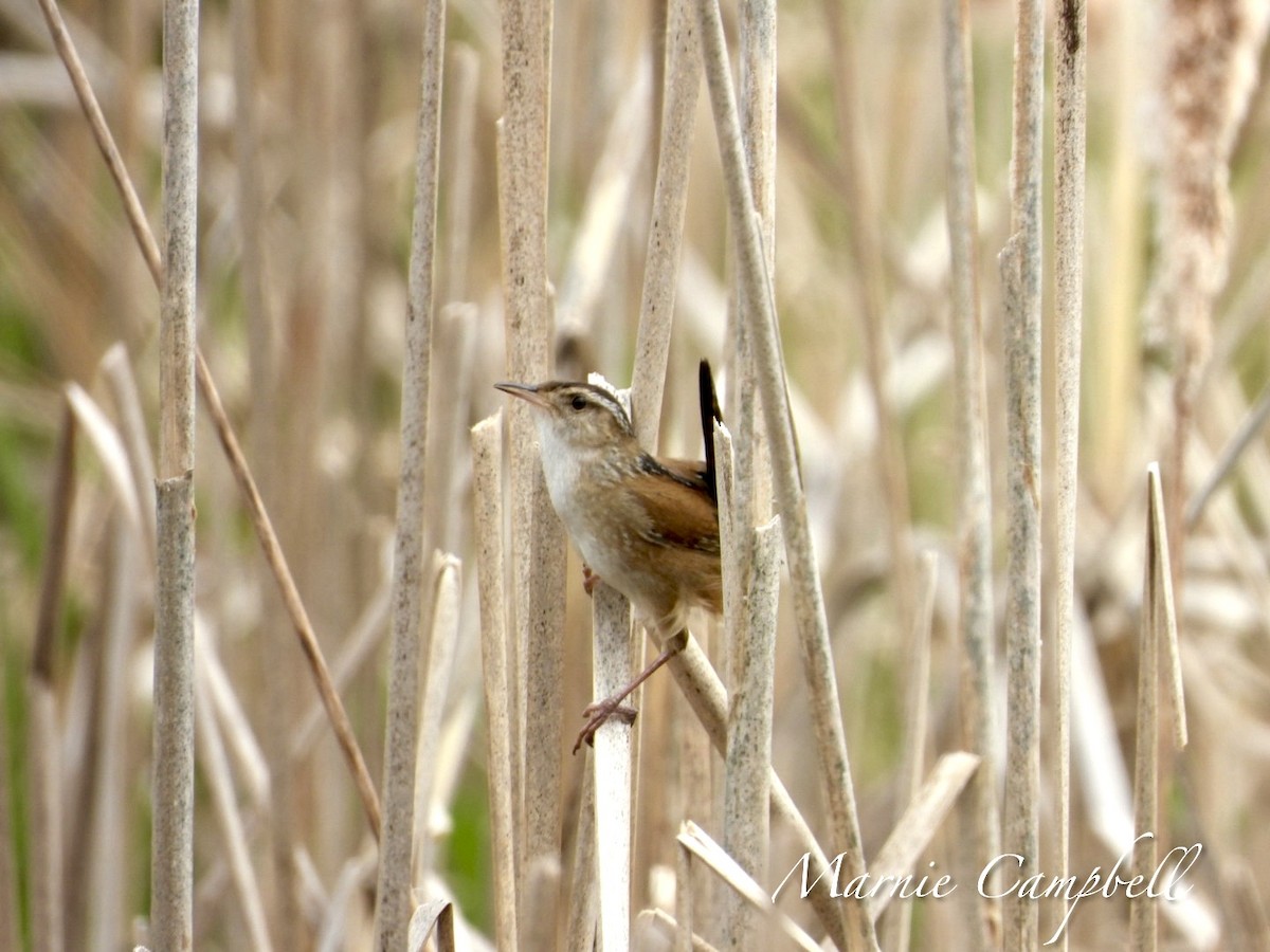 Marsh Wren - Marnie and Sandy Campbell