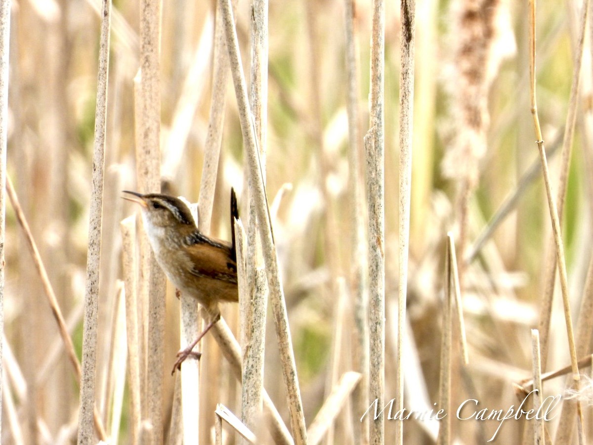 Marsh Wren - Marnie and Sandy Campbell