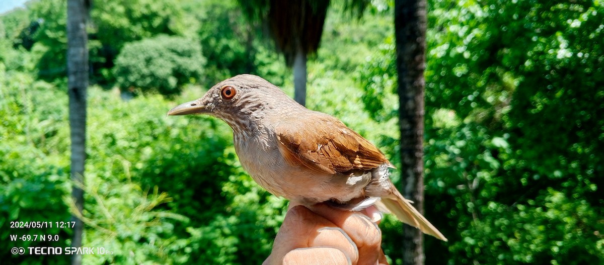 Pale-breasted Thrush - ML618844020