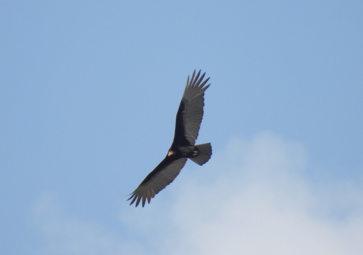 Lesser Yellow-headed Vulture - ML618844062