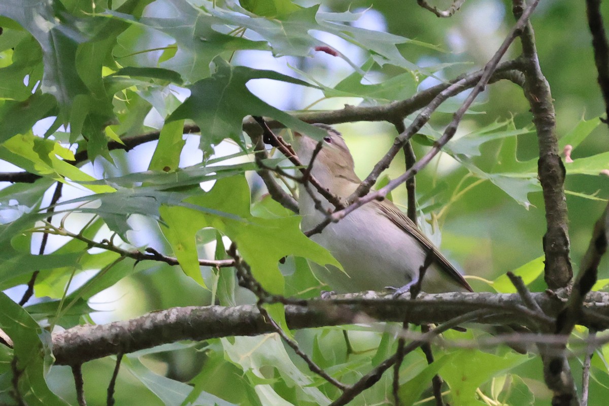 Red-eyed Vireo - Phil Kenny
