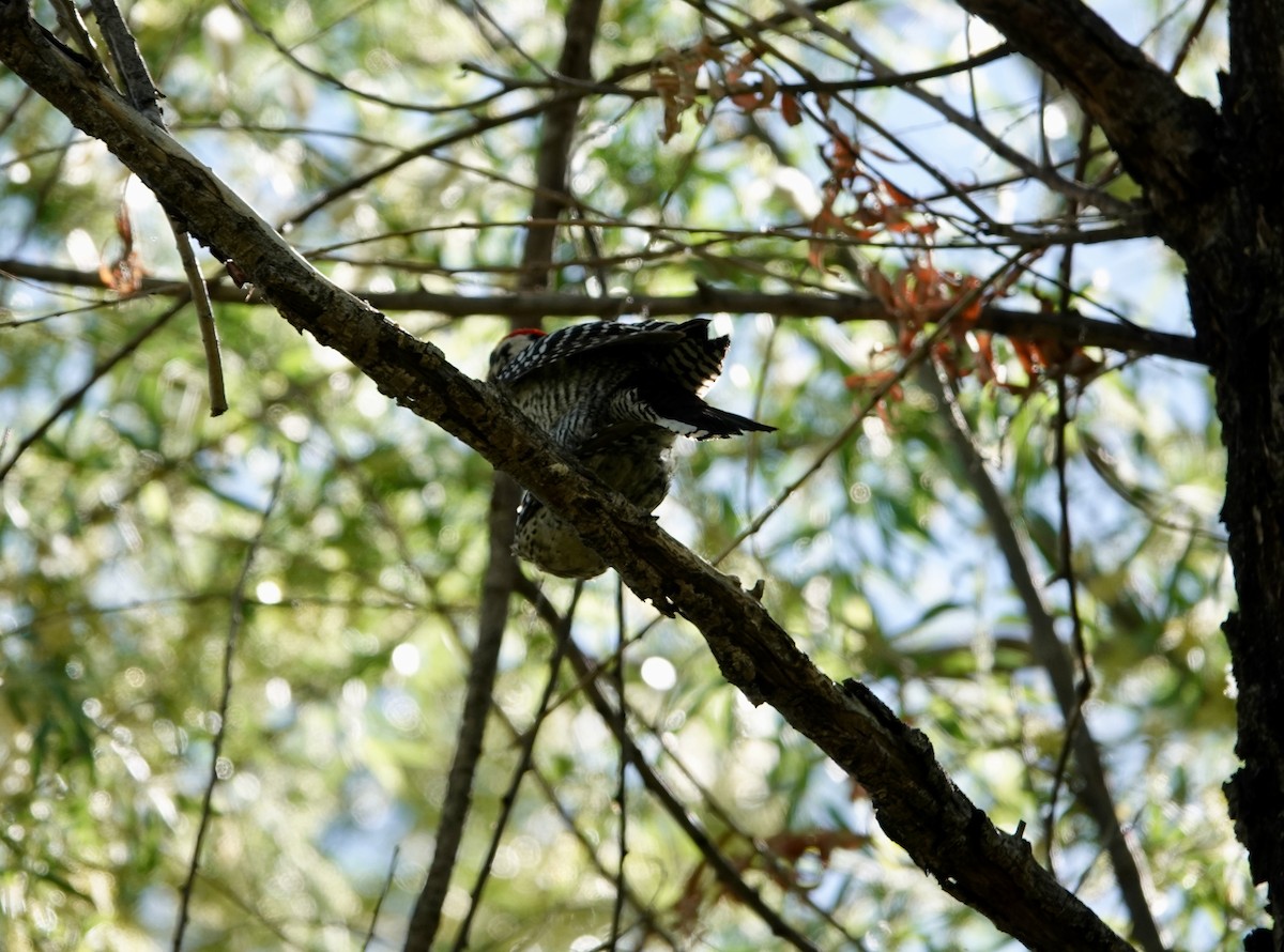 Ladder-backed Woodpecker - Andrew Bailey