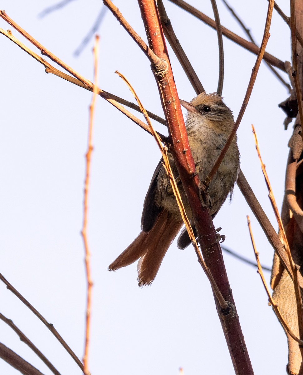 Creamy-crested Spinetail - ML618844213