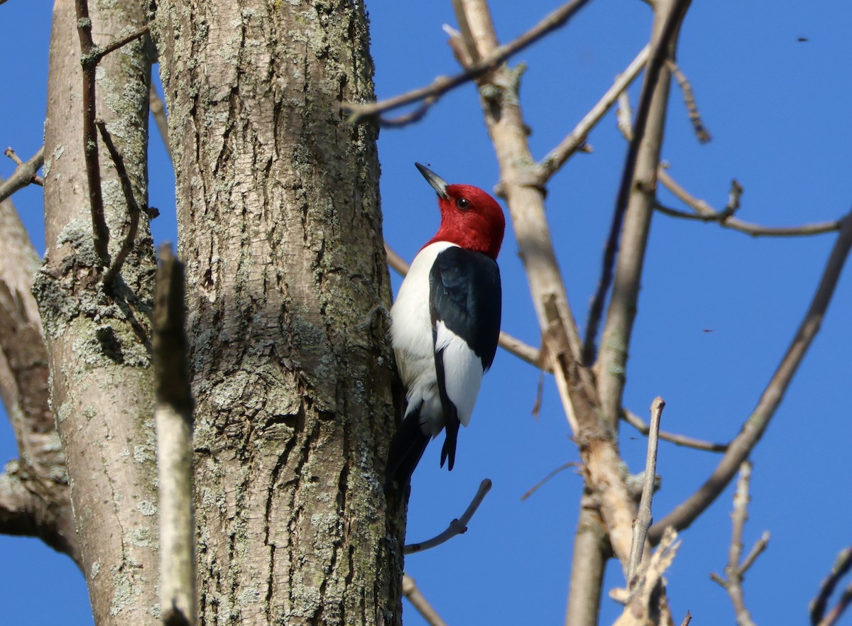 Red-headed Woodpecker - Brett Leslie