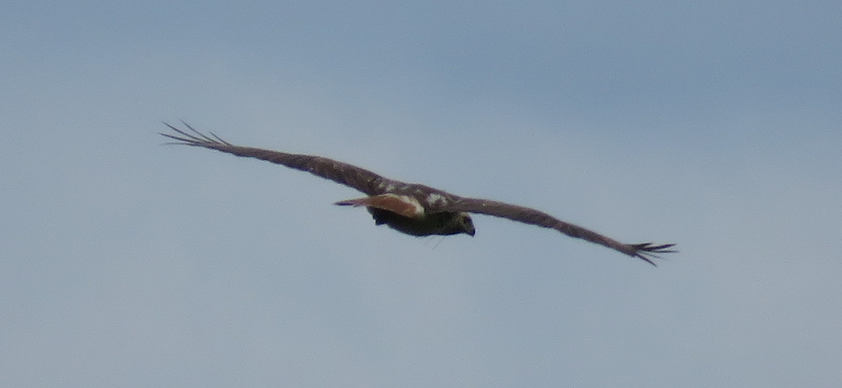 Red-tailed Hawk - ML618844267