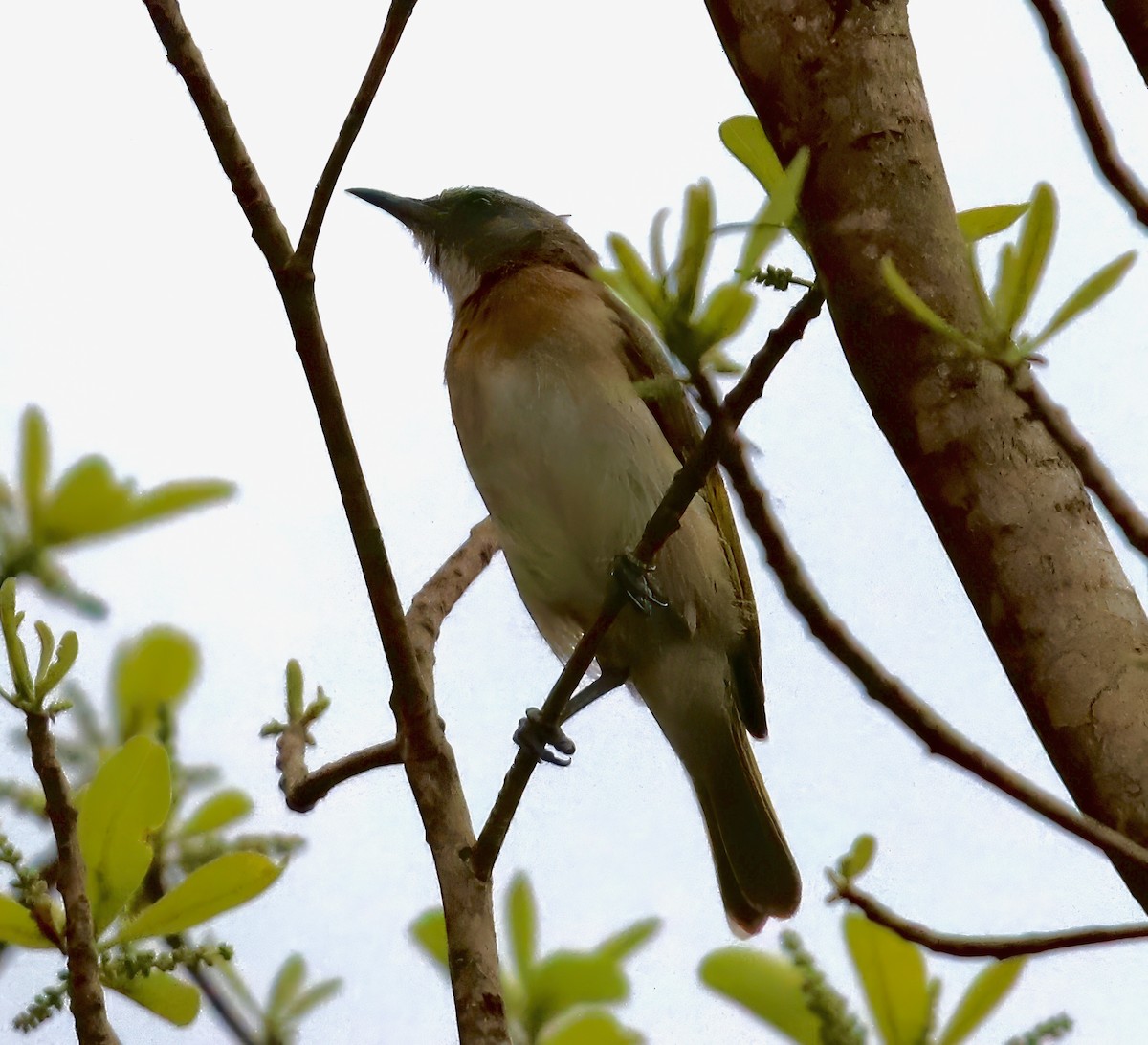 Rufous-banded Honeyeater - Constance Vigno
