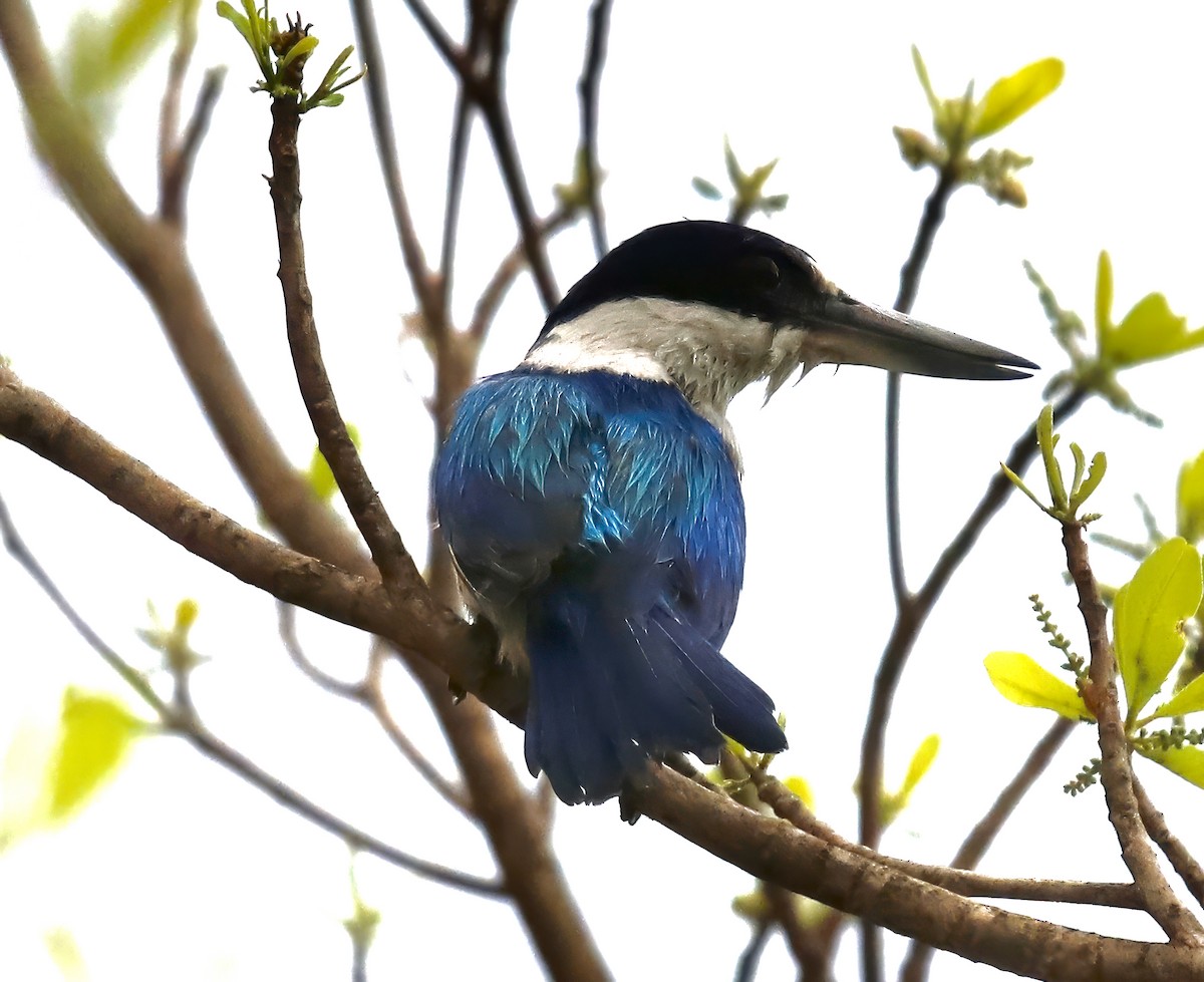 Forest Kingfisher - ML618844299