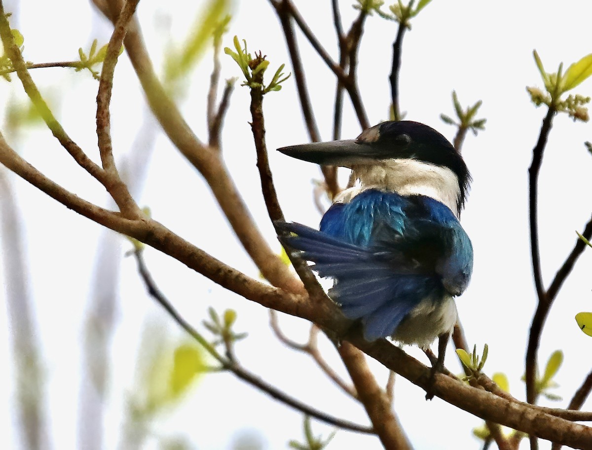 Forest Kingfisher - ML618844314