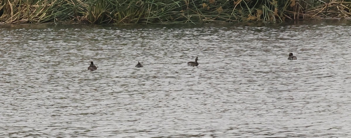 Eared Grebe - Millie and Peter Thomas