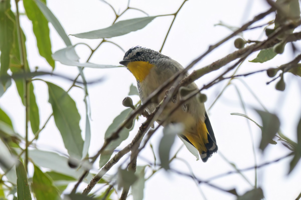 Spotted Pardalote - ML618844330