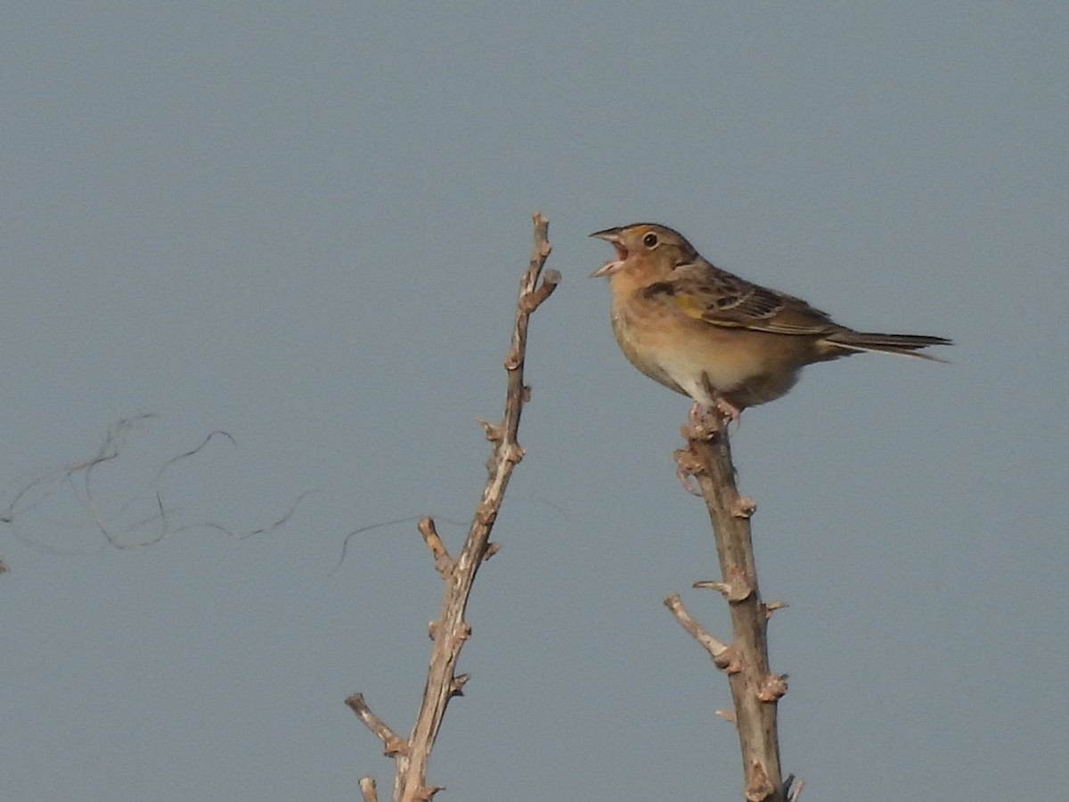 Grasshopper Sparrow - ML618844345