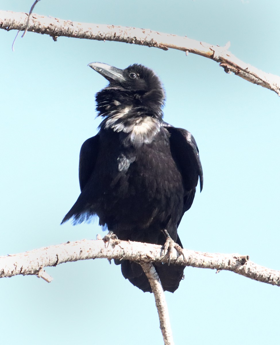 Chihuahuan Raven - ML618844379